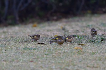 Grey-capped Greenfinch Nagahama Park Sun, 3/24/2024