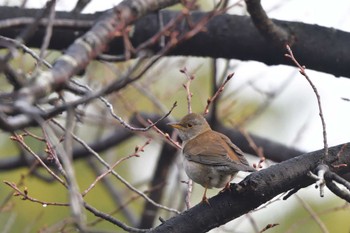 Pale Thrush Nagahama Park Sun, 3/24/2024