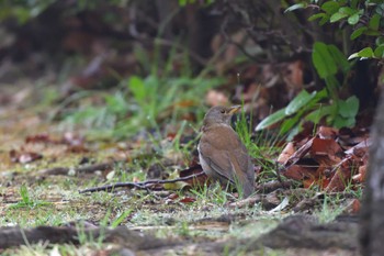 Pale Thrush Nagahama Park Sun, 3/24/2024