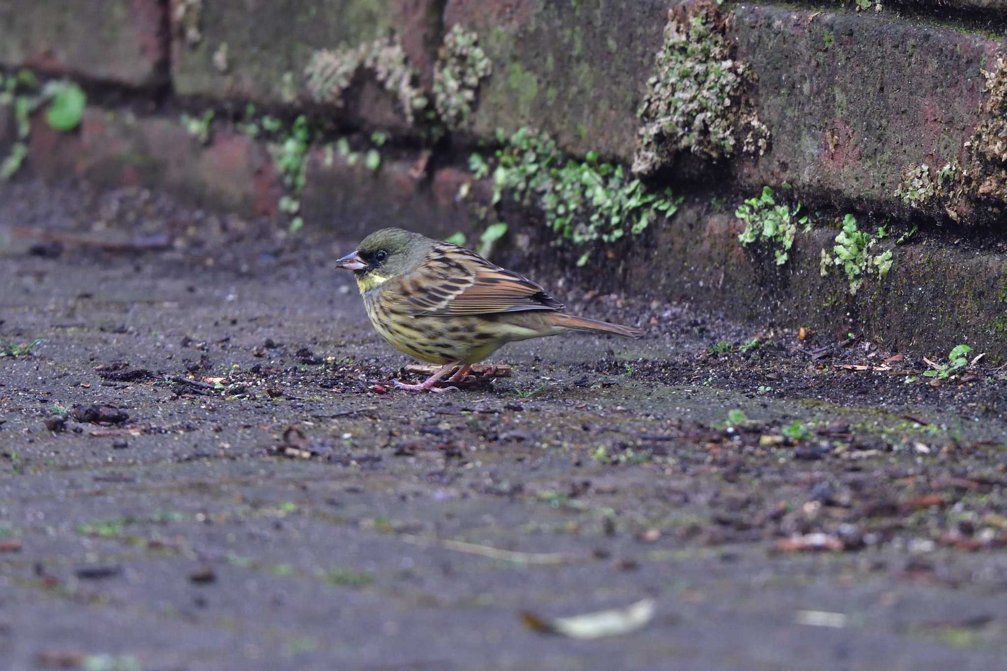 Masked Bunting