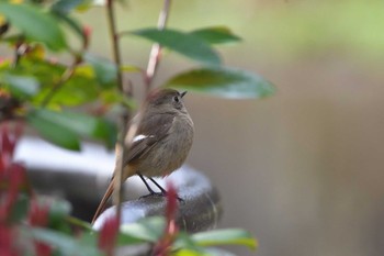 Daurian Redstart Nagahama Park Sun, 3/24/2024