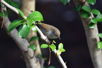 Japanese Bush Warbler Nagahama Park Sun, 3/24/2024