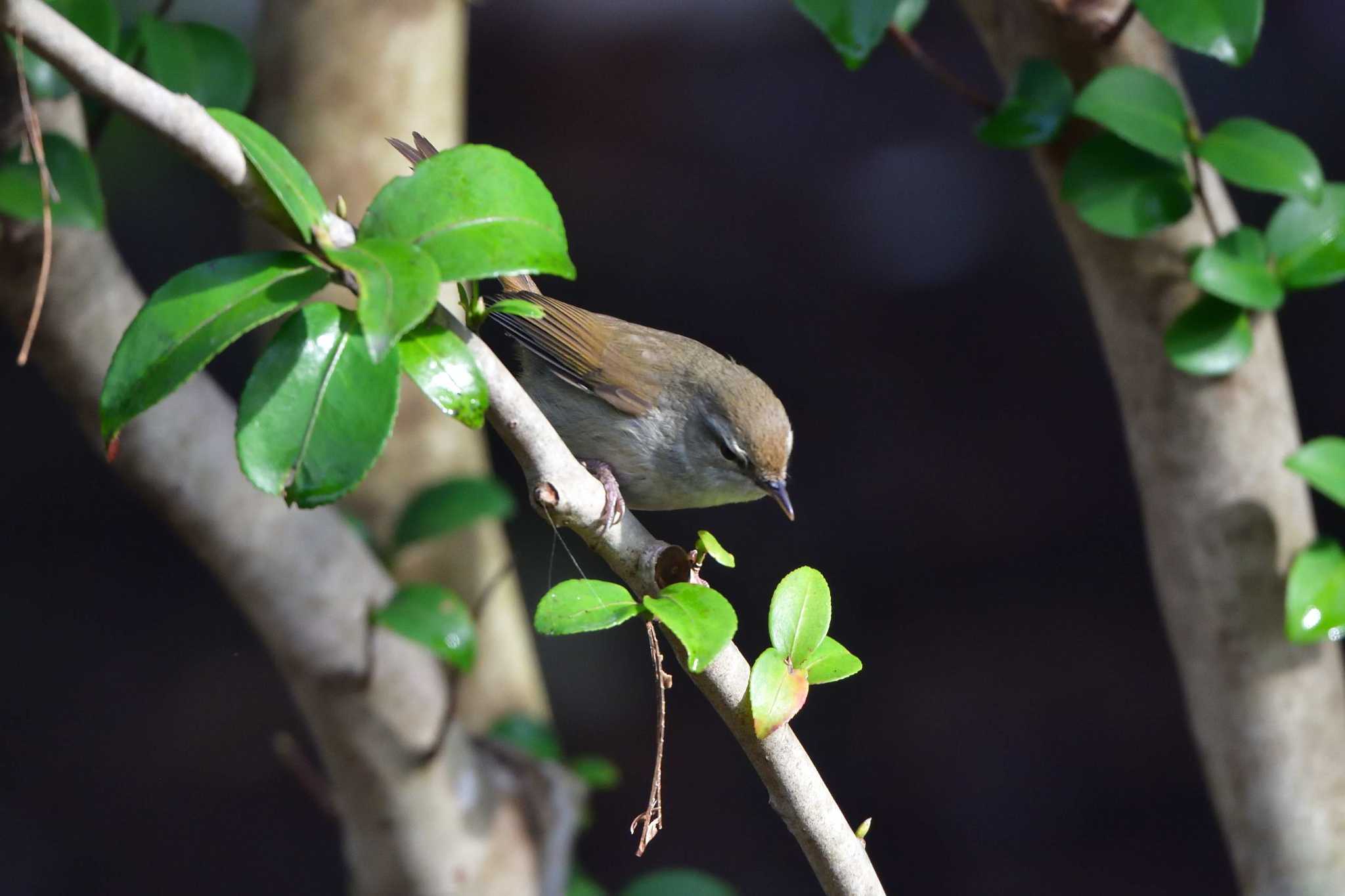 Japanese Bush Warbler