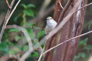 Japanese Bush Warbler Nagahama Park Sun, 3/24/2024