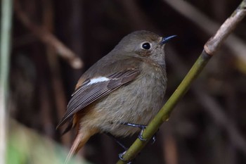 Daurian Redstart Nagahama Park Sun, 3/24/2024