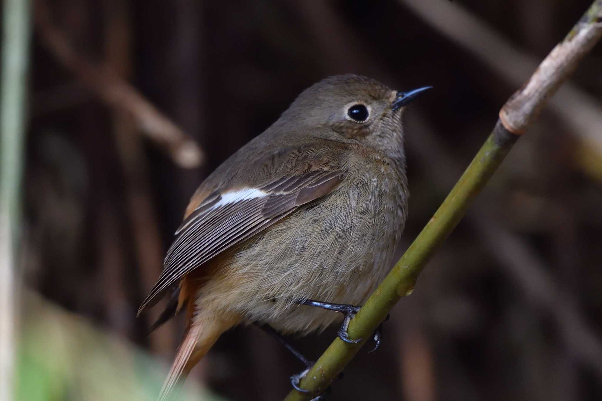 Photo of Daurian Redstart at Nagahama Park by やなさん