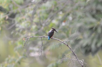 2018年7月2日(月) 加木屋緑地の野鳥観察記録