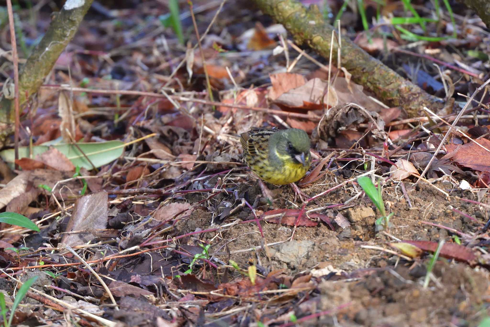 Photo of Masked Bunting at Nagahama Park by やなさん