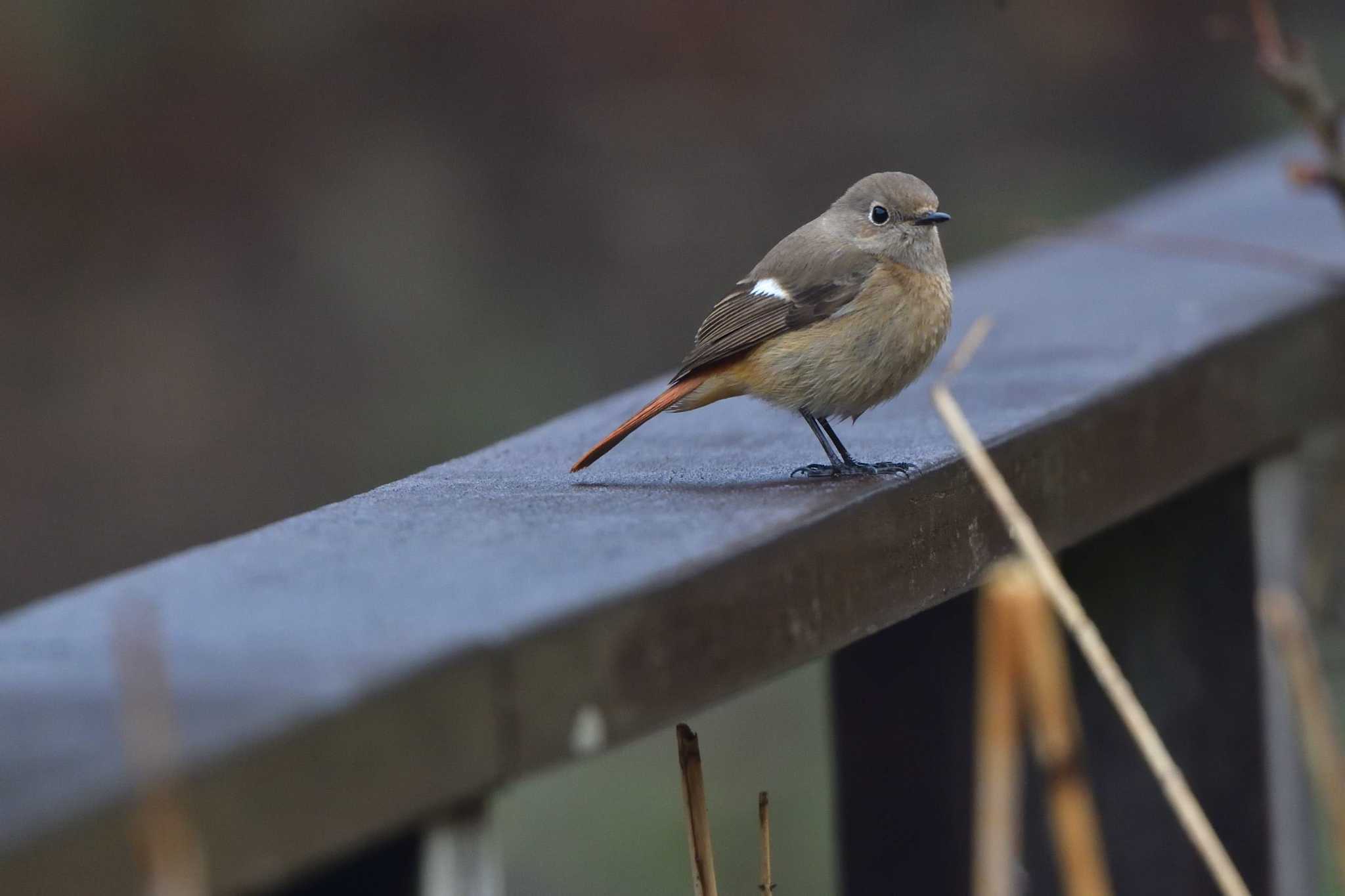 Daurian Redstart