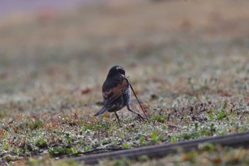 Dusky Thrush Nagahama Park Sun, 3/24/2024