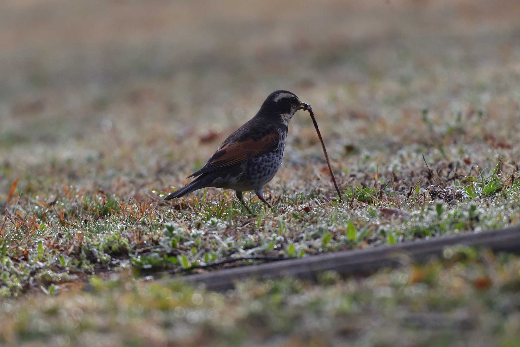 Dusky Thrush