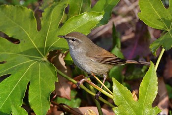 Japanese Bush Warbler Nagahama Park Sun, 3/24/2024