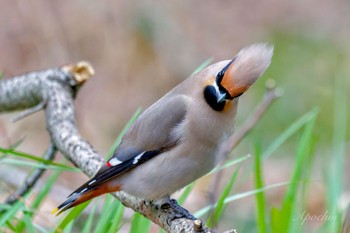 Bohemian Waxwing Kitamoto Nature Observation Park Sat, 3/23/2024