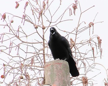 Carrion Crow 大仙公園 Thu, 3/28/2024