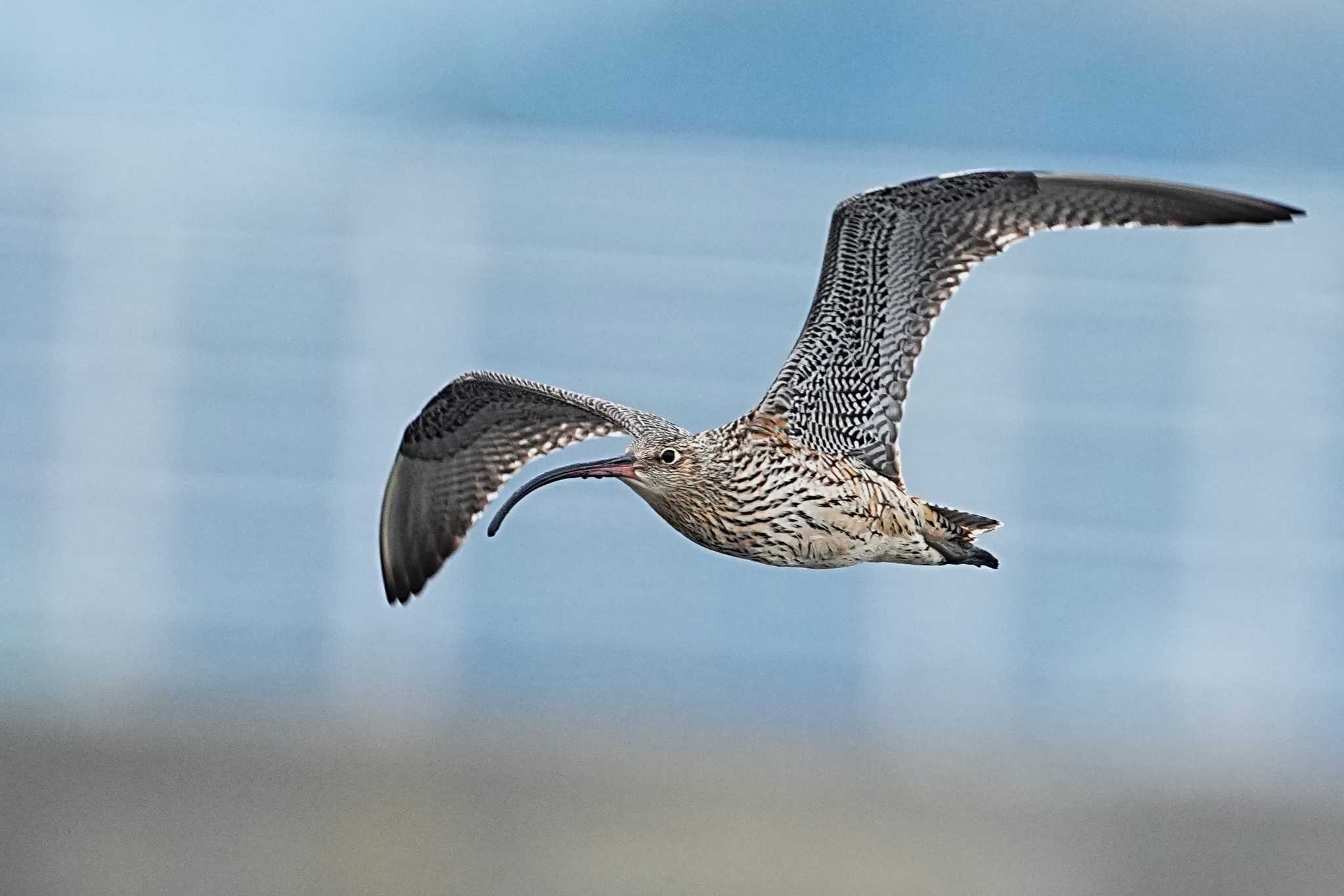 ふなばし三番瀬海浜公園 ホウロクシギの写真 by 川４