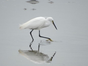 Little Egret Sambanze Tideland Sun, 3/24/2024