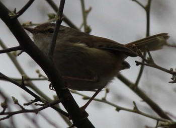 Sat, 3/23/2024 Birding report at 洗足池(大田区)