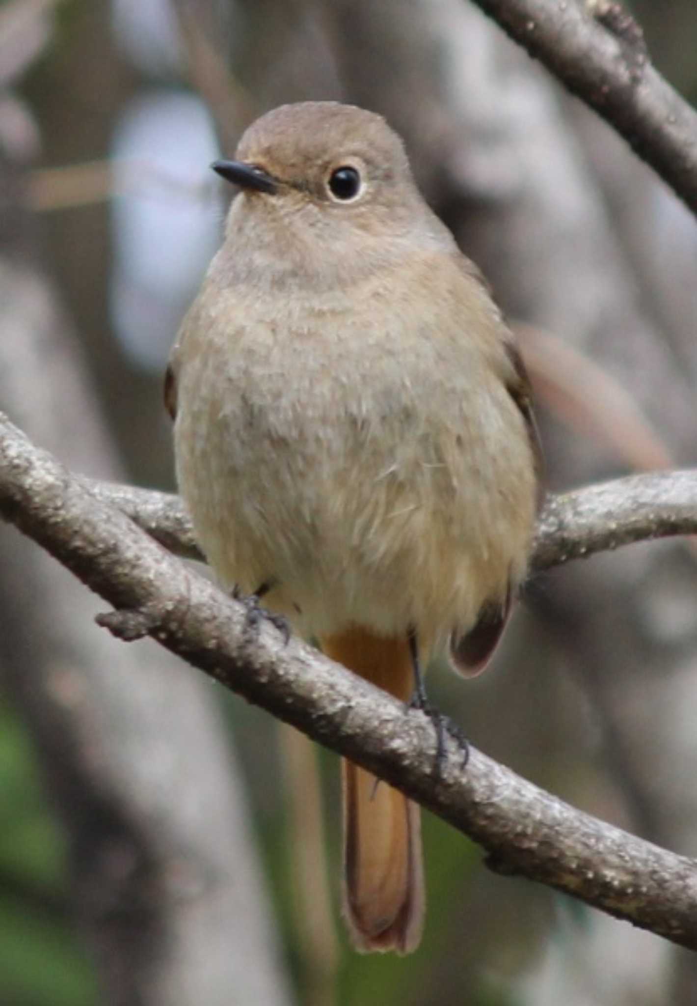 洗足池(大田区) ジョウビタキの写真 by kj