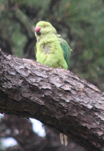 ホンセイインコ 洗足池(大田区) 2024年3月23日(土)