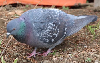 Rock Dove 洗足池(大田区) Sat, 3/23/2024