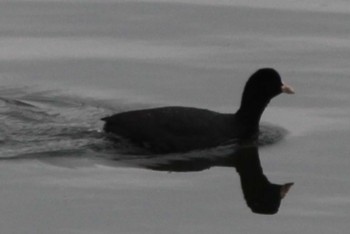 Eurasian Coot 多摩川台公園 Sun, 3/24/2024