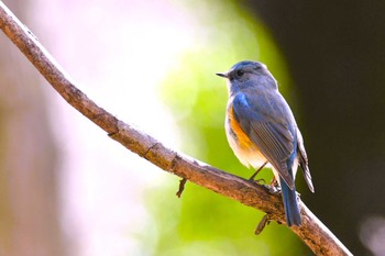 Red-flanked Bluetail 茨城県 Fri, 3/22/2024