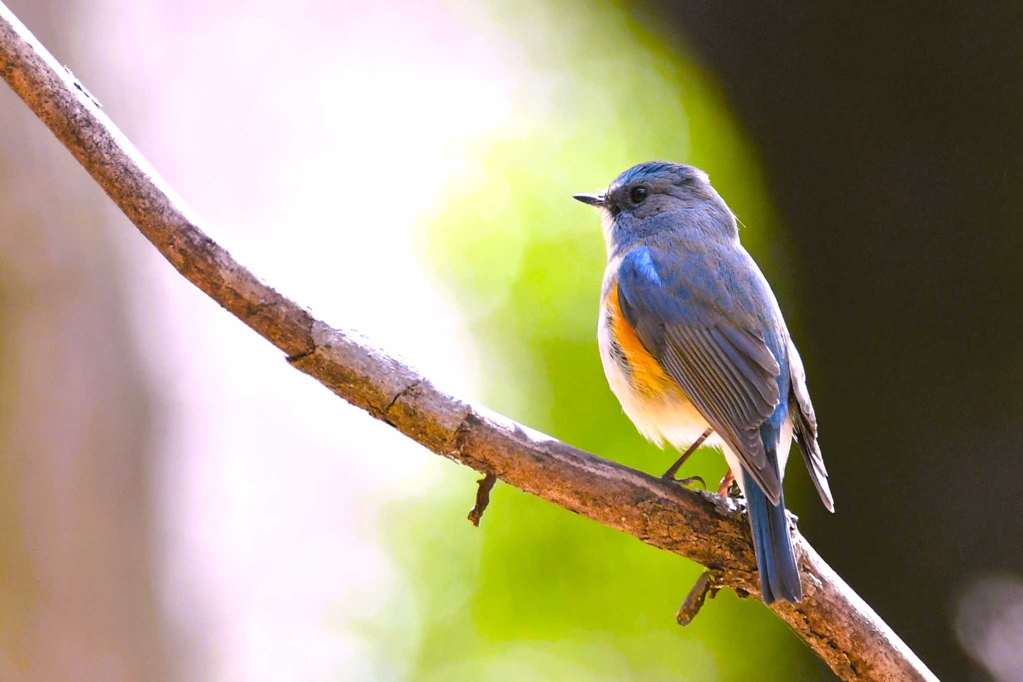 Photo of Red-flanked Bluetail at 茨城県 by こつめ