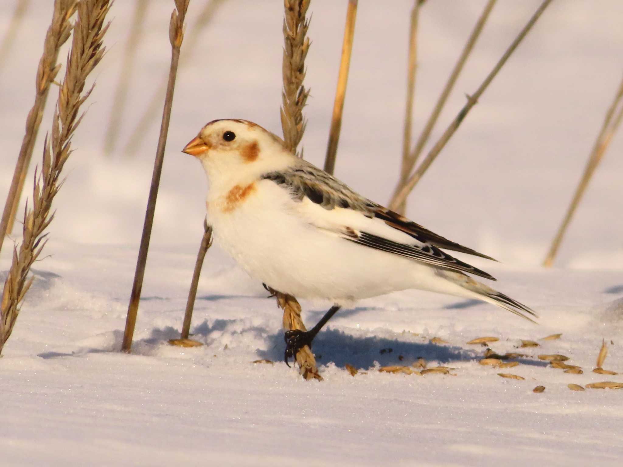 Snow Bunting