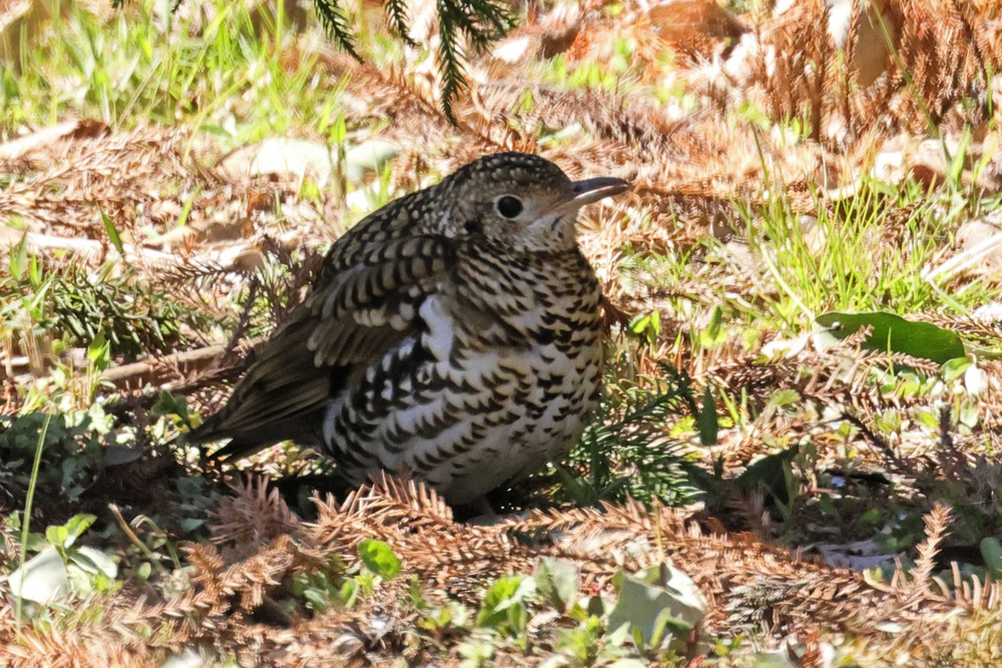 トラツグミ