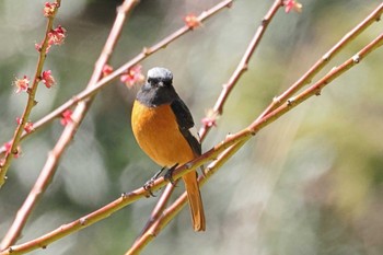 Daurian Redstart 千葉市泉自然公園 Fri, 3/22/2024