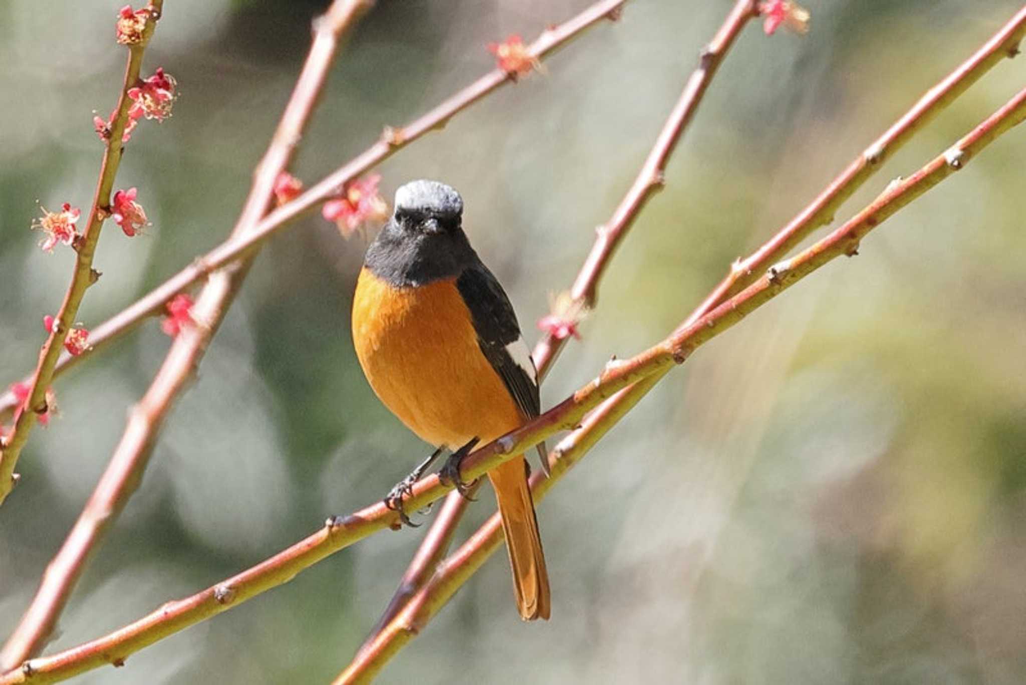 Daurian Redstart