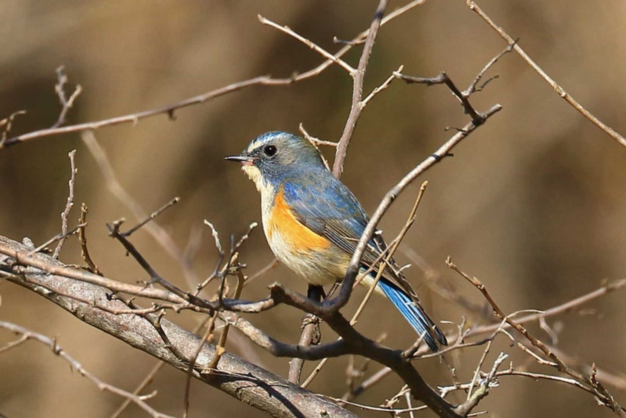 Photo of Red-flanked Bluetail at 千葉市泉自然公園 by yasu