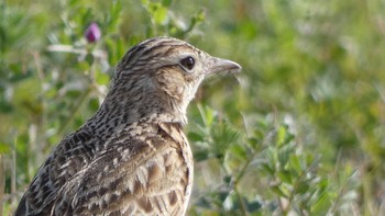 2024年3月28日(木) 平城宮跡の野鳥観察記録