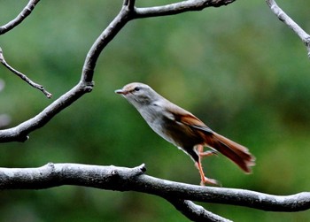 Japanese Bush Warbler じゅん菜公園　里見公園 Sun, 3/24/2024