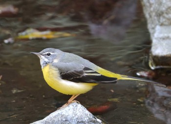 Grey Wagtail 神奈川県 Fri, 3/22/2024