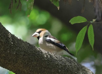 Hawfinch 神奈川県 Fri, 3/22/2024