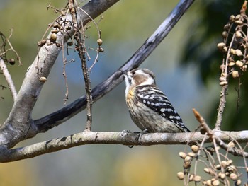 Japanese Pygmy Woodpecker 奈良市水上池 Sat, 2/17/2024