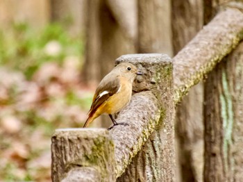 Daurian Redstart 庚申山総合公園 Mon, 3/4/2024