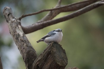 Eurasian Nuthatch(asiatica) Miharashi Park(Hakodate) Thu, 2/29/2024