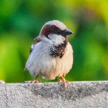 House Sparrow Doi Inthanon National Park Sun, 3/10/2024