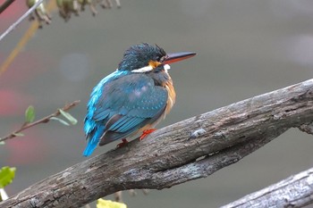 カワセミ こども自然公園 (大池公園/横浜市) 2024年3月24日(日)