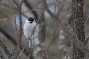 ハシブトガラ 北大研究林(北海道大学苫小牧研究林) 2024年2月23日(金)