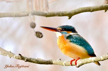 Common Kingfisher Maioka Park Tue, 3/5/2024