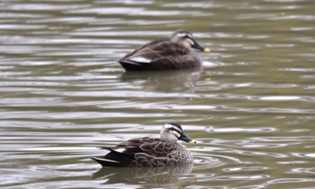 Eastern Spot-billed Duck 田原緑地 Sun, 3/24/2024