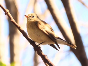 Red-breasted Flycatcher まつぶし緑の丘公園 Sun, 3/3/2024
