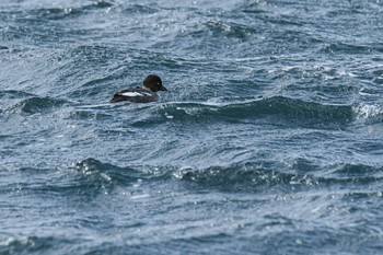 2024年2月22日(木) 北海道 室蘭市の野鳥観察記録