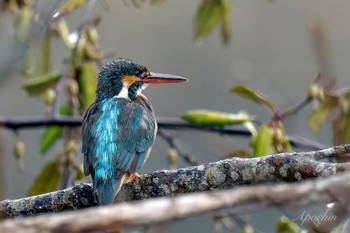 Common Kingfisher Kodomo Shizen Park Sun, 3/24/2024