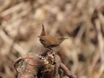 Eurasian Wren 宮城県 Mon, 3/25/2024