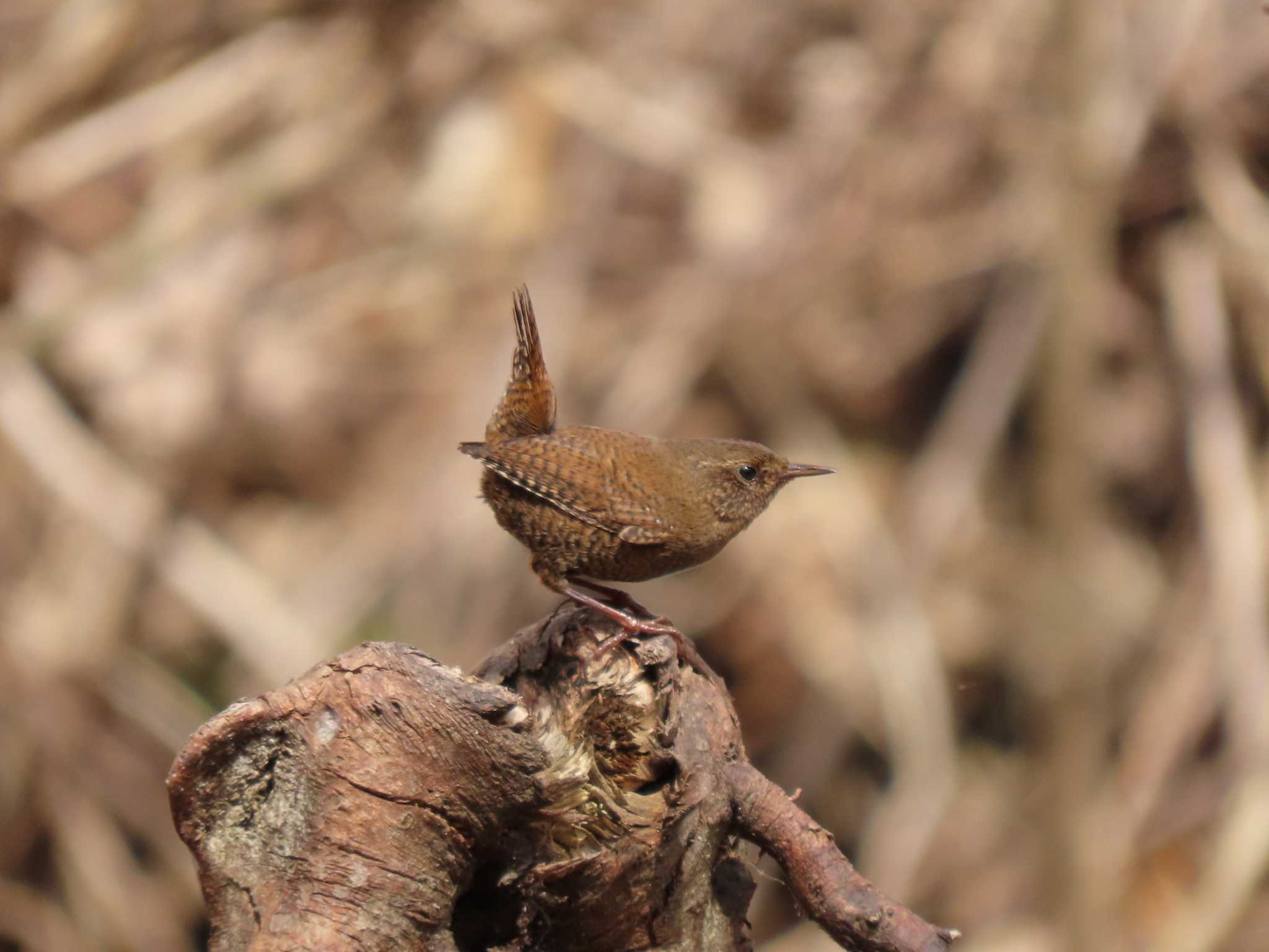 Eurasian Wren