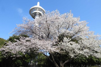 未同定 航空公園 2023年3月29日(水)